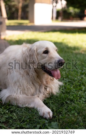 Dog stock photo golden retriever laying on grass