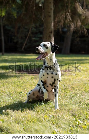 Dog stock photo Dalmatian sitting on the grass