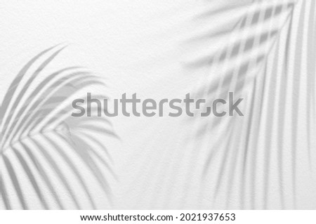 Light and shadow leaves,palm leaf on grunge white wall concrete background.Silhouette abstract tropical leaf natural pattern for wallpaper,spring ,summer texture.Black and white blurred image backdrop Royalty-Free Stock Photo #2021937653