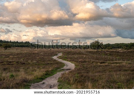 Beautiful golden hour light and beautiful clouds above a field of heather at zuiderheide in Hilversum, dutch landscape, Noord-Holland, The Netherlands, Stock photography, holland