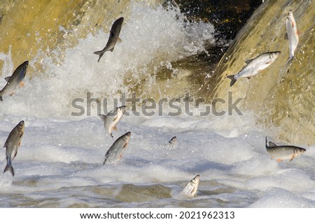 Fishes go for spawning upstream. Vimba jumps over waterfall on the Venta River. Kuldiga, Latvia.