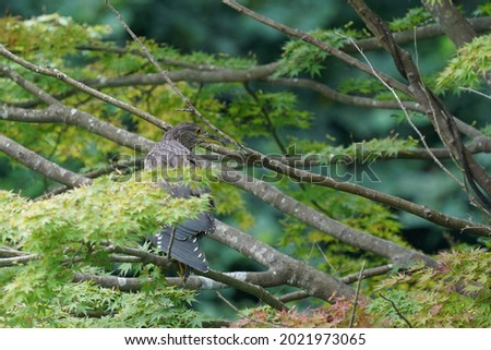 black crowned night heron in the forest