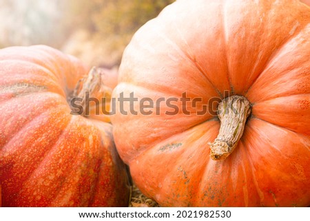 Two large orange pumpkins at an outdoor farmers' market. pumpkin patch. Halloween background.