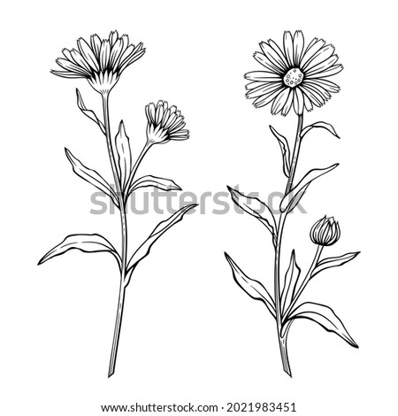 Calendula flowers, line art drawing. Marigold flowers, outline floral design elements isolated on white background, vector illustration. Hand drawn contour herbs Royalty-Free Stock Photo #2021983451