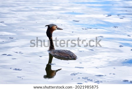 Great crested grebe on the lake
