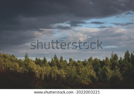 Evening summer blue sky with white clouds. Dark silhouettes of pine tree forest. Evening landscape at sunset