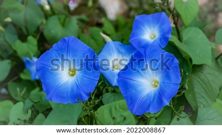 Beautiful blue petals of Mexican morning glory flowers or Ipomoea tricolor. Nature abstract background. Royalty-Free Stock Photo #2022008867