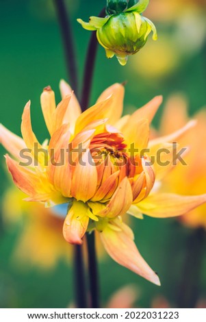 Close up of yellow and orange dahlia flower. Summer garden flower background