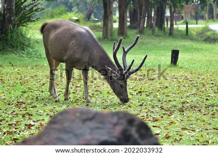 male deer with new antler eats grass.