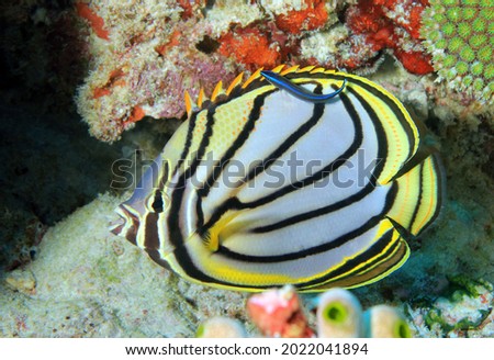 Meyer’s Butterflyfish (Chaetodon meyeri). South Ari Atoll, Maldives Royalty-Free Stock Photo #2022041894