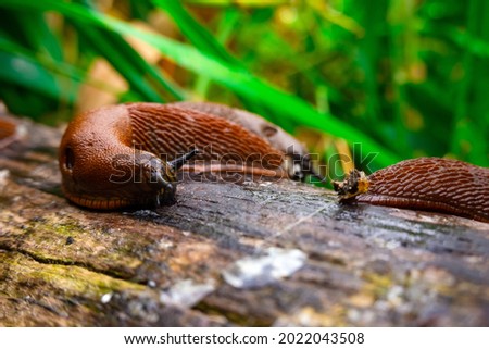 Close up view of common brown Spanish slug on wooden log outside. Big slimy brown snail slugs crawling in the garden Royalty-Free Stock Photo #2022043508