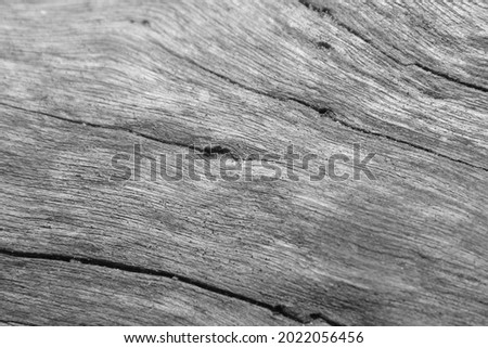 Wood texture in black and white | surface of wood background, natural pattern.