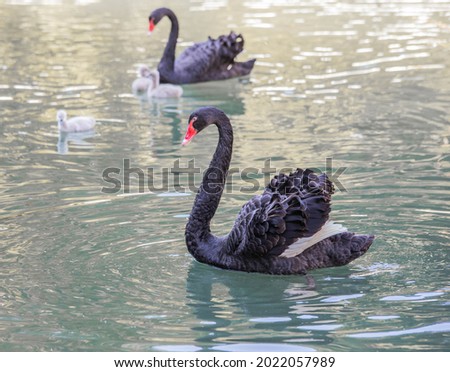 black swans close-up swim in the lake with their cubs