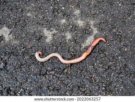 Red earthworm it live bait for fishing isolated on dark background. Photography consisting of striped gaunt earthworm at asphalt. Natural beauty from nature is live organism in body insect earthworm. Royalty-Free Stock Photo #2022063257