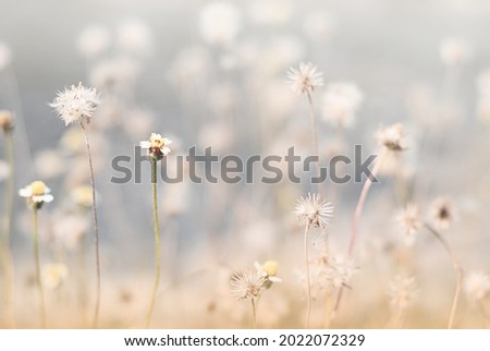A field of grass flowers light up by a sunset golden evening light. An inspirational nature image for aesthetic of autumn and fall design. Autumn nature in pastel earth tone blurred background. Royalty-Free Stock Photo #2022072329