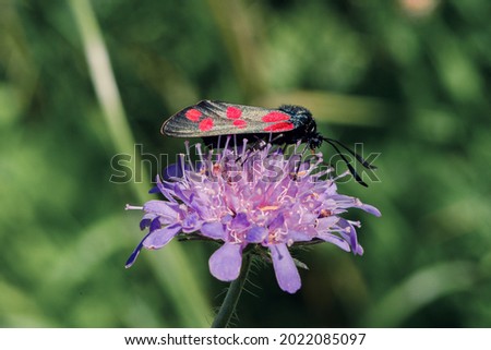 Zygaena filipendulae alias Six spot burnet moth on purple blossom with dark green background