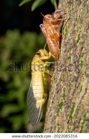 Cicada Shedding skin at night