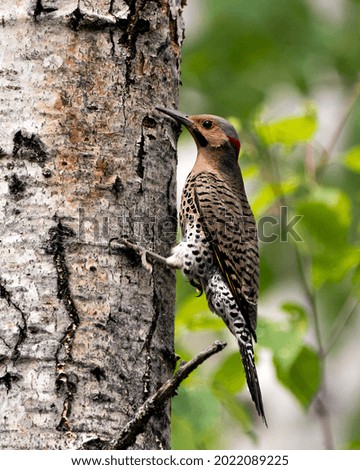 Northern Flicker male bird close-up view, creeping on tree and creeping on a tree trunk with a blur background in its environment and habitat surrounding during bird season mating. Flicker Bird Image