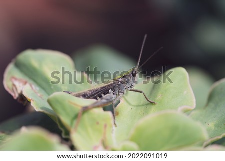 beautiful grasshopper on leaves in summer