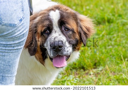 Dog breed Moscow watchdog with a menacing look near his master, a portrait of a dog close up Royalty-Free Stock Photo #2022101513
