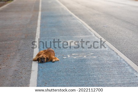 A brown dog It was lying on the road for a bicycle path.Background are blurred.