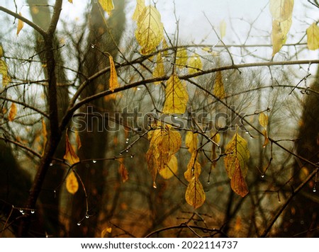 Beautiful layered photograph of golden autumn leaves. Royalty-Free Stock Photo #2022114737