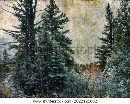A frozen ice storm laid upon a pine forest. Creative colors and textured photograph. Greenish tones. Royalty-Free Stock Photo #2022121802