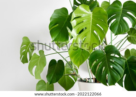 Monstera deliciosa or Swiss cheese plant in a white flower pot stands on a white pedestal on a white background. Stylish and minimalistic urban jungle interior. Royalty-Free Stock Photo #2022122066