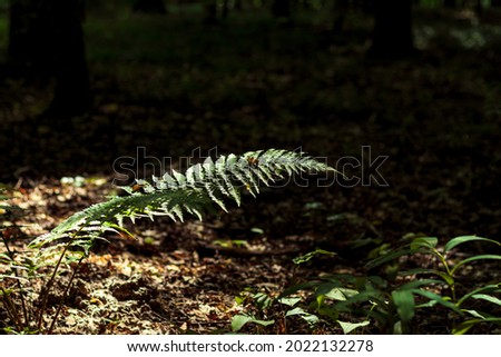 Feathery green fronds of fern illuminated with sunbeam in dark forest, selective focus. Natural floral background with fern leaf.