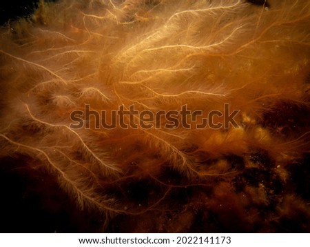  A close-up picture of orange seaweed. Picture from The Sound, between Sweden and Denmark