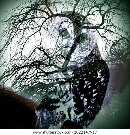 Eerie Owl hidden behind silhouetted branch. Layered image and creative colors used. Royalty-Free Stock Photo #2022147917