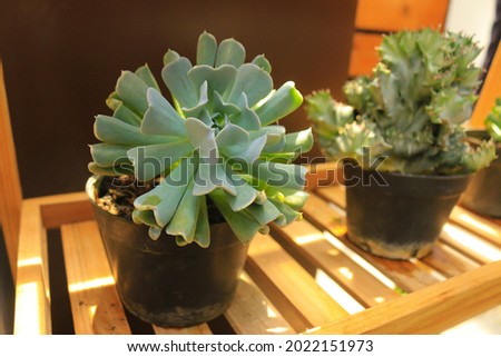 mini cactus on the small pot