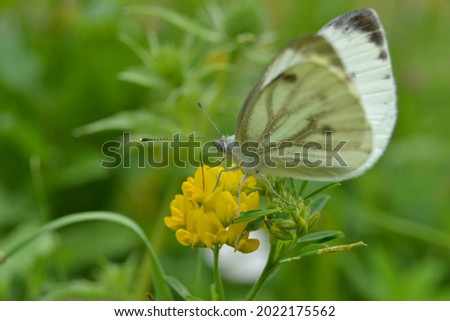 White butterfly Pieris brassicae on yellow flowers Medicago falcata in macro photography