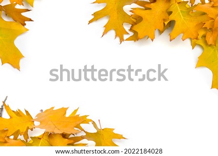 Autumn golden oak leaves on white background with space for text