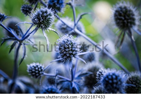 Blue flowers, stems and leaves of thorny plant Eryngium planum, or the blue eryngo or flat sea holly. Royalty-Free Stock Photo #2022187433
