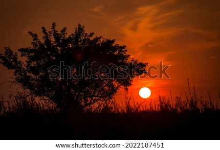 Red sunset of the hot sun on the background of the silhouette of a tree and dry grass. Red Sky. Global warming, climate change, extreme heat waves. Hot evening. Danger of fire.