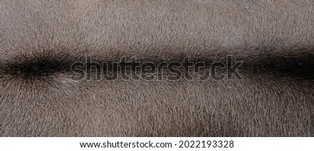 natural grey hair with black line of an animal in the background close-up, The East African oryx short fur, beisa has stripe on its coat