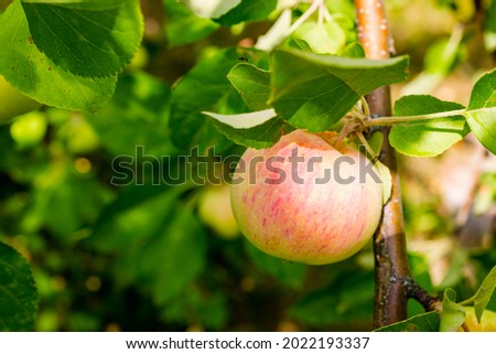 organic eco ripe red apples on a branch in the apple orchard, the concept of apple harvest