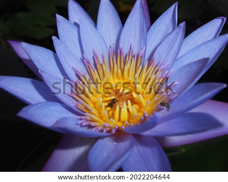 blue lotus, this picture taken from my garden
