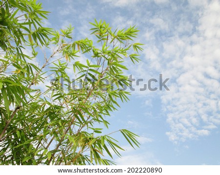 Fresh green Bamboo leaves, against blue sky