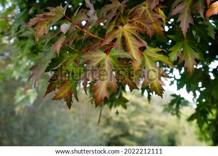 Acer saccharinum Silver maple autumn foliage  Royalty-Free Stock Photo #2022212111