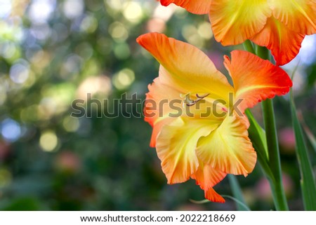 large varietal gladioli of yellow color are located on the side of the background bokeh