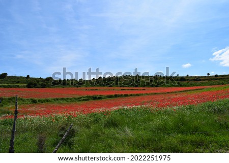 Landscape of a field covered of poppies