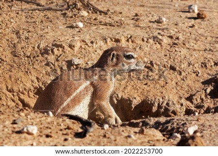 Cape Squirrel Burrowing in South Africa