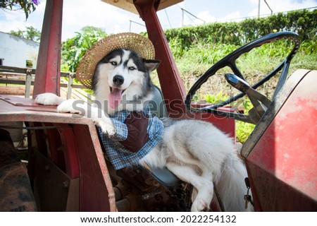 siberiam rusk in farm tractor 