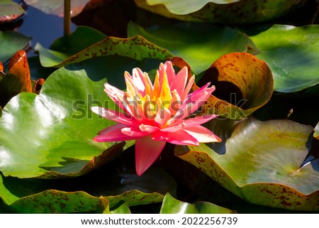 A beautiful pink waterlily or lotus flower in the pond