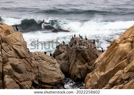 Cormorants on rocks by the beach