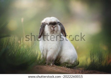 A cute beige rabbit with long dark ears and big eyes siting on the yellow sand among the green thickets against the backdrop of a bright summer landscape