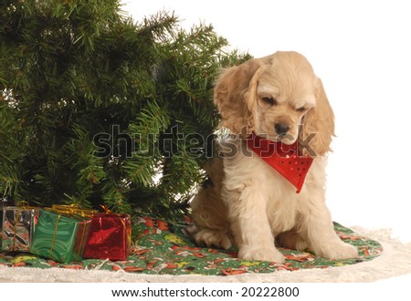 american cocker spaniel puppy under christmas tree