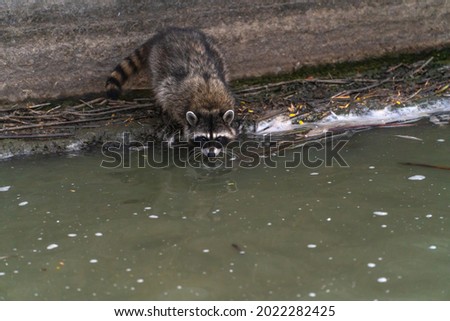 Raccoon drinks water from a stream. 